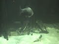 Giant Cat Fish in the Amazon at the Vancouver Aquarium.