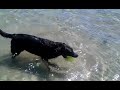 Dog stranded at sea
