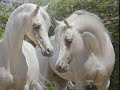 The Beauty of the Arabian Horse