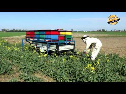 Pasieka Pszczeli Azyl – 6. Platforma do przewozu uli