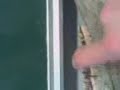 4kv2 biologie