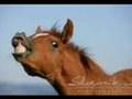 c trop beau un cheval