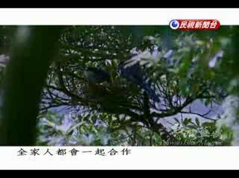 A feast for the eye,Taiwan (series 2-Blue Magpie)