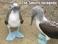 Very Funny Animals 5
