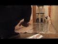 Do Cats Walk On Foil? An Experiment. Do Cats Walk On Foil? An Experiment.