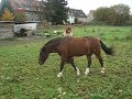 Piefke - immer im Kreis