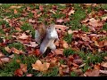 Squirrels dancing to Christina Aguilerra Squirrels dancing to Christina Aguilerra