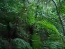 Searching for the indigenous wild cat on Japan's southern-most island chain, the Yaeyama's.
