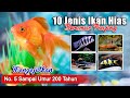 Ikan Hias Dengan Umur Terpanjang