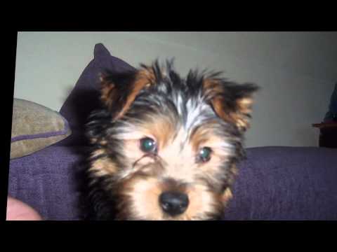 LITTLE ANNIE FANNIE
