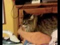 Katzensong Katzensong