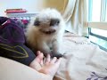 HImalayan kitten Goma playing by the window