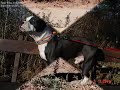 Pit-Bull`s