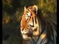 Thor the white lion, Nebbie and the tigers of Seaview