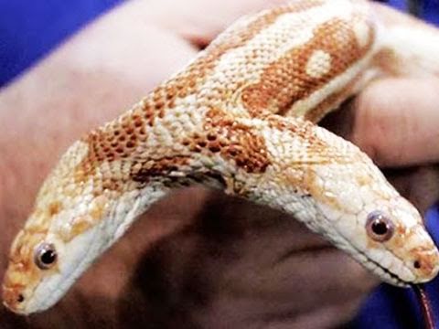 snake