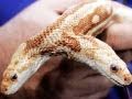 WEIRD TWO HEADED SNAKE!! (3.18.11 - Day 687)