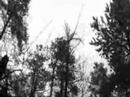 The Woods