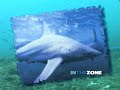Good Times Spearfishing DVD Video