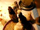 Sleepy chick - funny!
