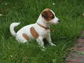 jack russel jack russel