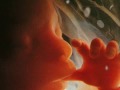 Fetal Development Week 20 (Pregnancy Health Guru)