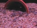Feeding clip of Lophiosilurus alexandri - pacman fries Feeding clip of Lophiosilurus alexandri - pacman fries