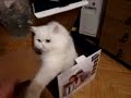 Search Video