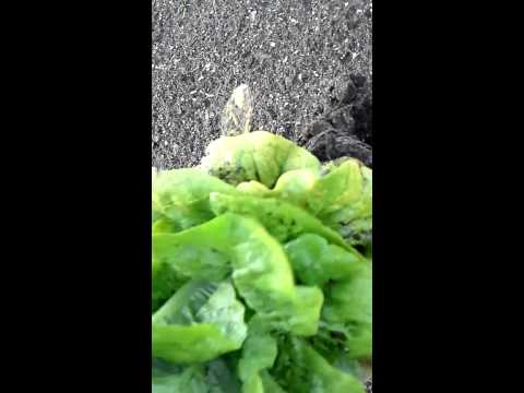 how to harvest bibb lettuce