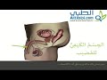 العضو التناسلي الذكري 2 - الطبي ( Altibbi.com )