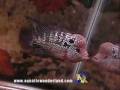 videos de SKM1009 -- 4