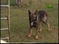 Breed All About It - German Shepherd