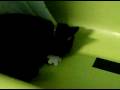 katt busar