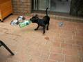 videos de Brutus and The Sprite Bottle