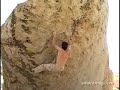 Dave Graham - 2nd Ascent of The Mandala