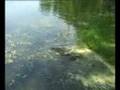 Wild carp fishing in Lithuania Part# 01