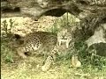 nacen ocho linces ibéricos en doñana