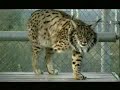 nacen ocho linces ibéricos en doñana