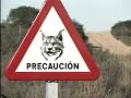 nacen ocho linces ibéricos en doñana