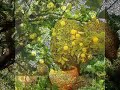 FRASCA DI LIMONI - cover neomelodica di LEMON TREE FRASCA DI LIMONI - cover neomelodica di LEMON TREE