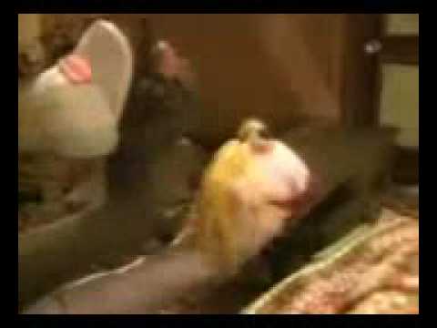 very funny pupets big lol very funny sex pupets lol socks very funny pupets big lol very funny sex pupets lol socks