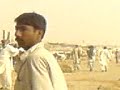 fadi bull 2
