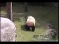 Giant Panda 001