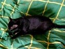 The cat The cat