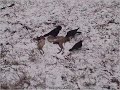 Kraaien in de sneeuw Kraaien in de sneeuw