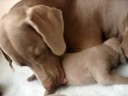 Weimaraner pups, Cherry x King 20081110, Day 14 Weimaraner pups, Cherry x King 20081110, Day 14