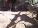 meerkat wildlife preserve