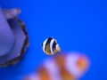 Amphiprion Clarki de Ceylan d'élevage Marine Life