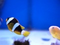Amphiprion Clarki de Ceylan d'élevage Marine Life