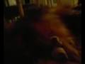 videos de Tiko playing with my socks