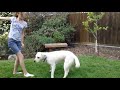 Silly Doggie